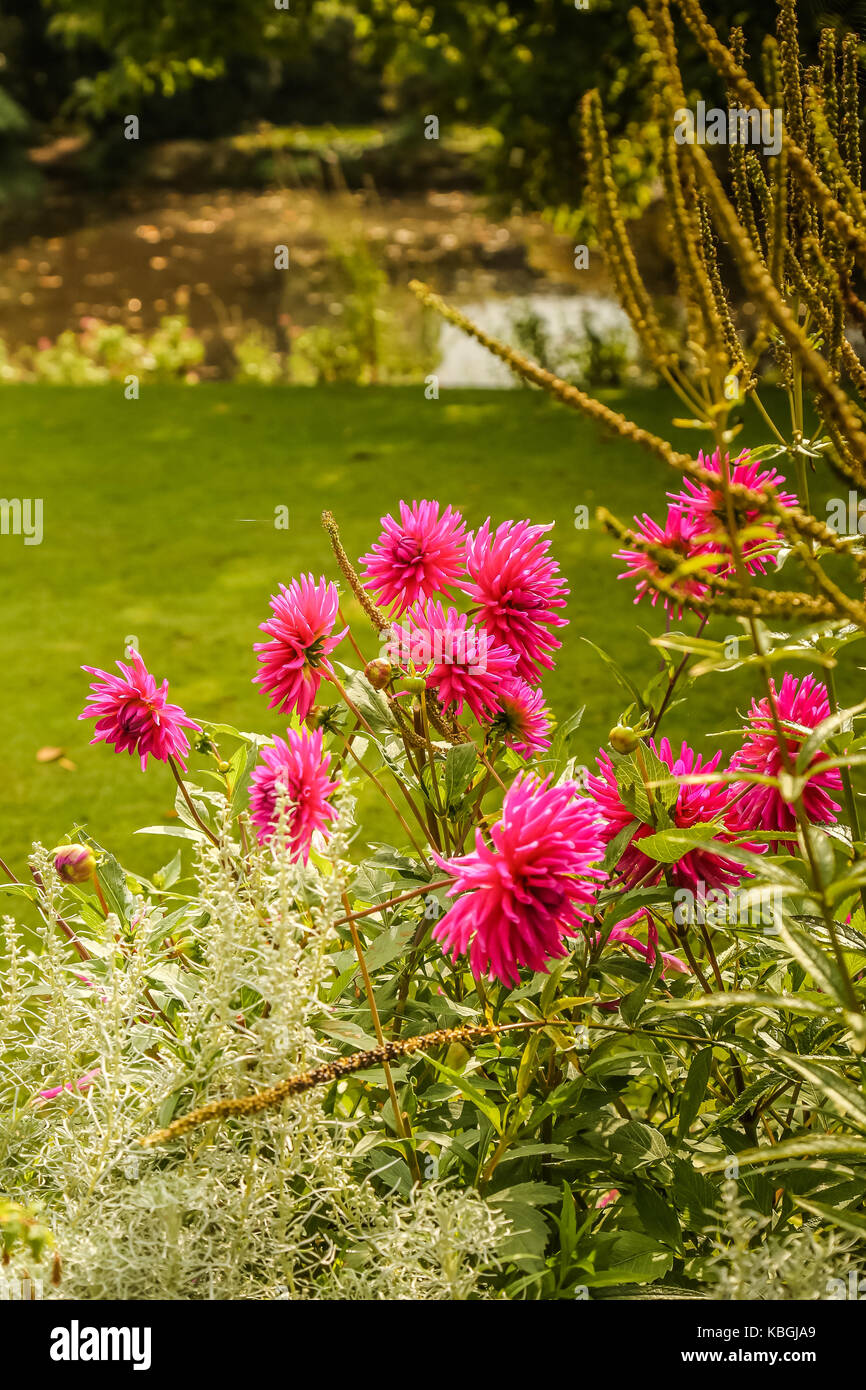 Pulsierende rosa Dahlien im Herbst wächst Stockfoto