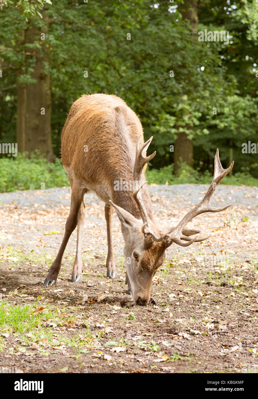 Red Deer suchen nach eicheln im typisch britischen Woodland Stockfoto