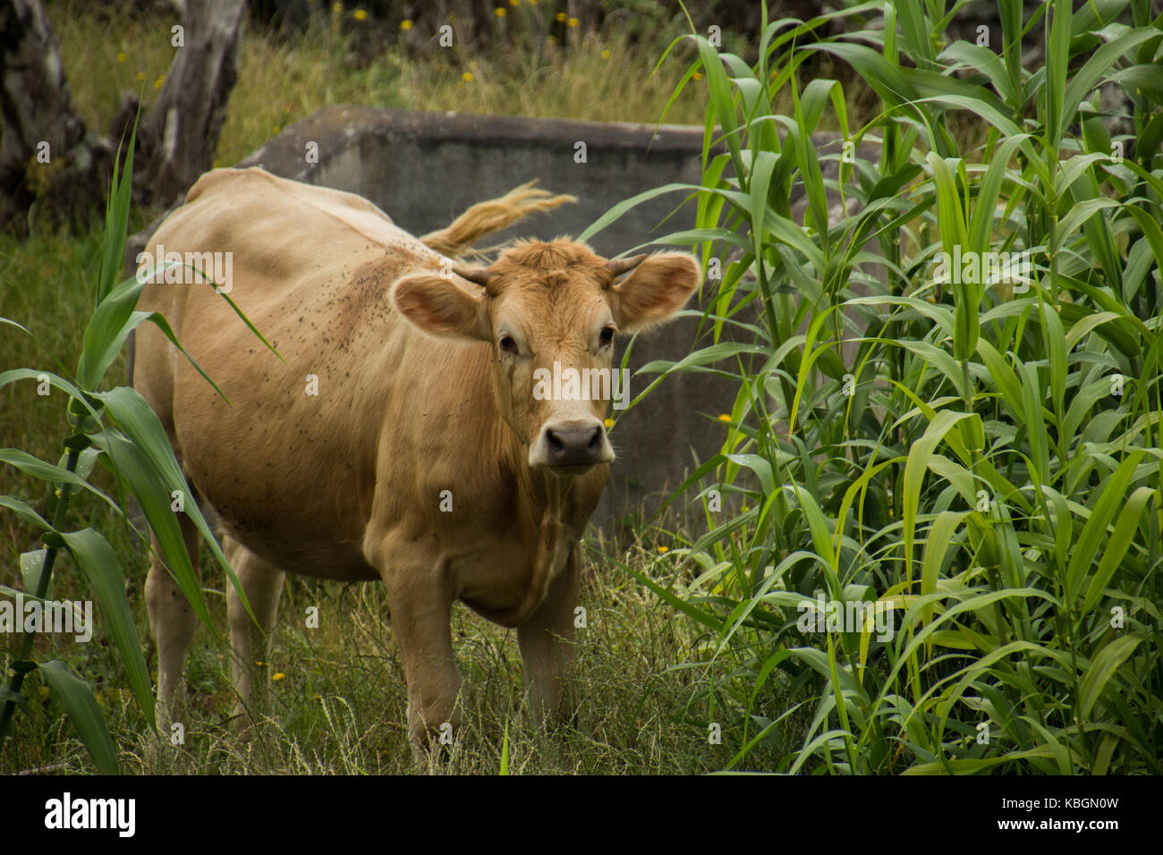 Azoren Inseln gehören zu Portugal, das ist eine schöne Kuh war in zwischen zwei Mais Bäume und ihr Schwanz wurde im richtigen Moment, es war mit einer Canon geschossen. Stockfoto
