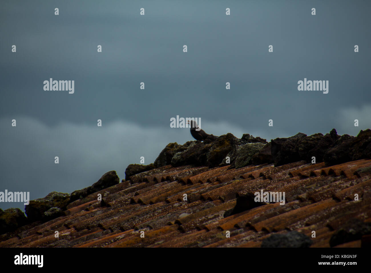 Azoren Inseln gehören zu Portugal, das ist eine schöne Dachterrasse mit Felsen und einen Vogel. Es war an dem Tag geschossen und ich schoss mit einer Canon d 700. Stockfoto