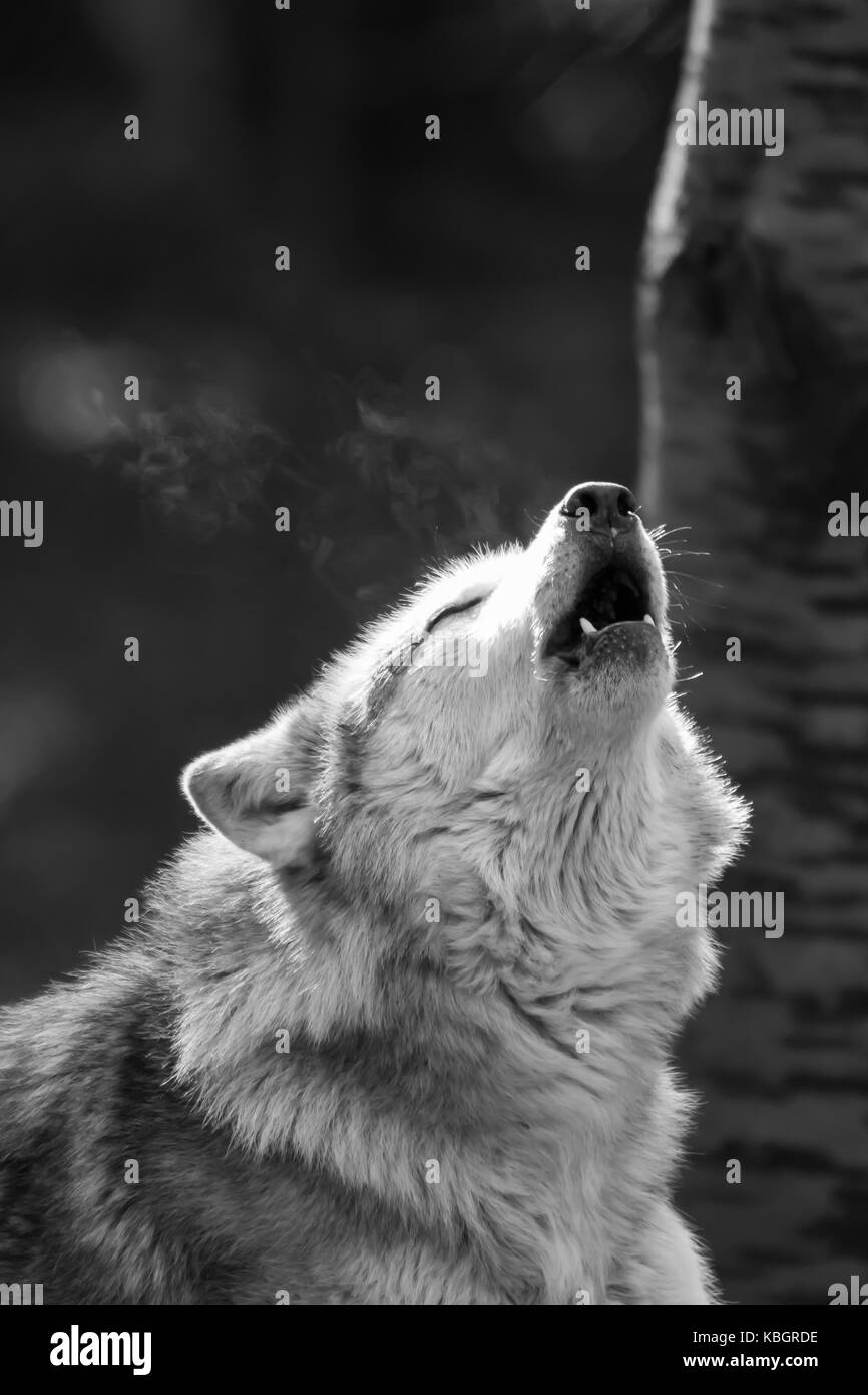 Monochromes Porträt des Heulens Eurasischer Wolf (Canis lupus) isolierte Augen im Freien geschlossen, Mund offen Blick auf den Nachthimmel. Konzept, Wolf zu weinen. Stockfoto