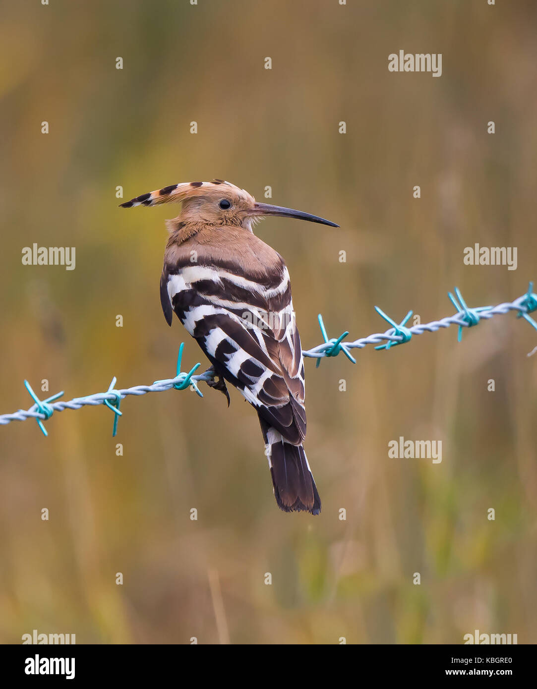 Rückansicht Nahaufnahme eines seltenen, wilden UK Wiedehopf Vogels (Upupa epops) isoliert im Freien, auf Stacheldraht in offenem Grasland Lebensraum, Großbritannien. Stockfoto