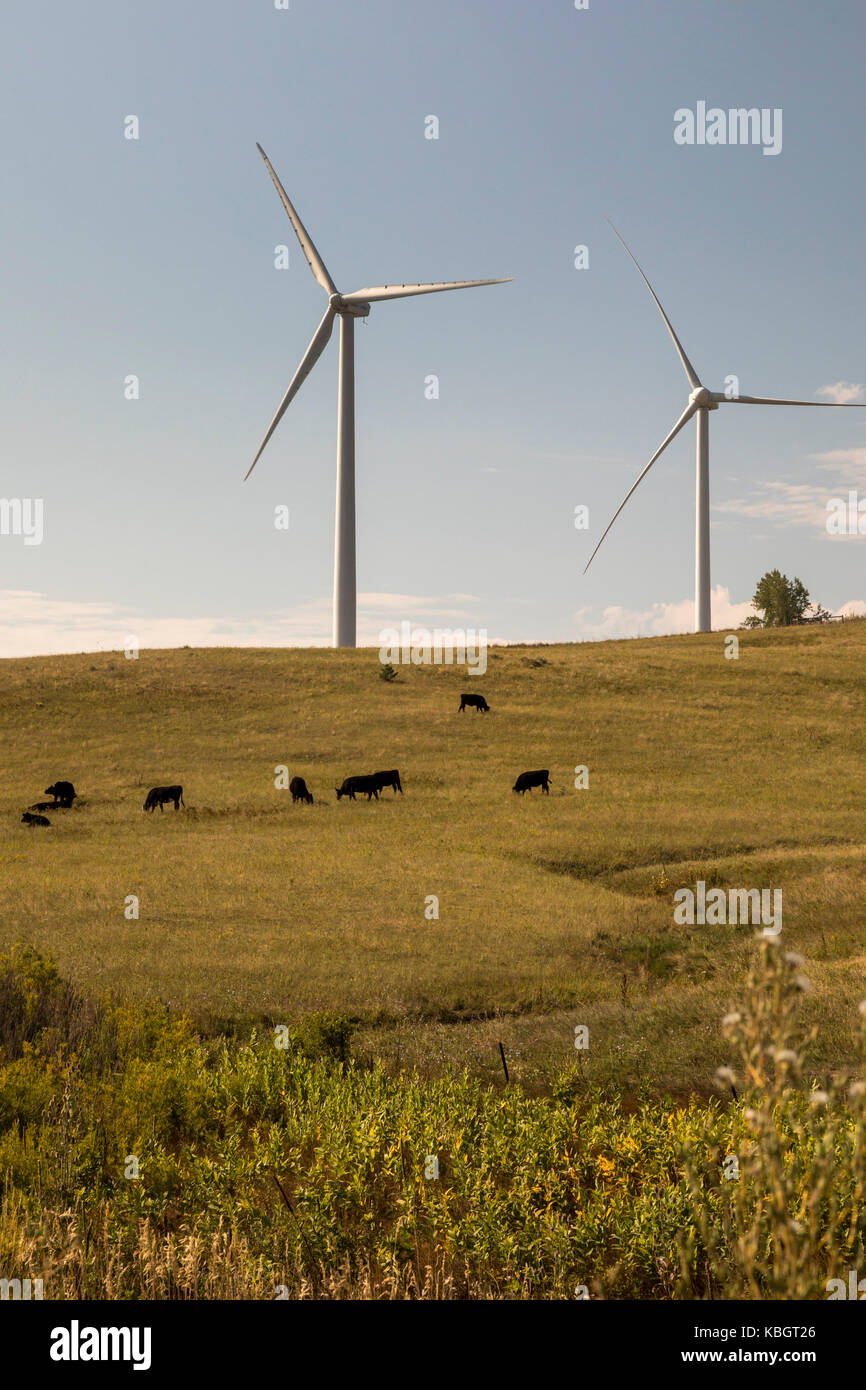 Boulder, Colorado - Forschung Windenergieanlagen in der Nähe von Weidevieh bei Wind Technology Center das National Renewable Energy Laboratory, einer Einheit der US Stockfoto