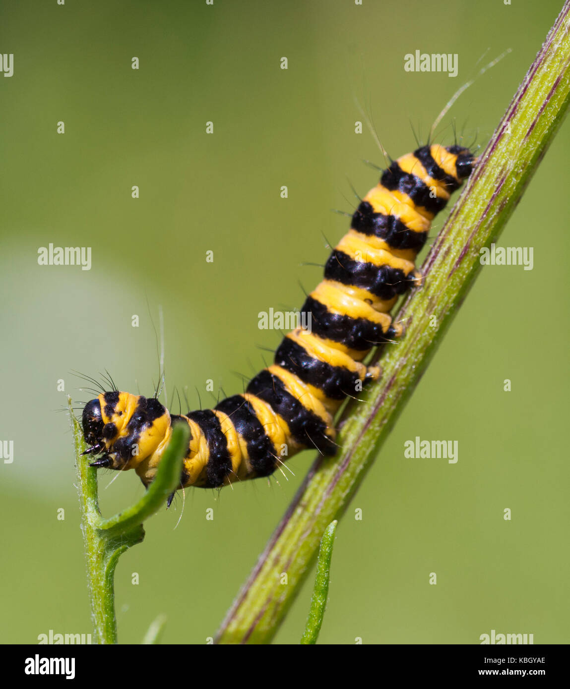 Zinnober motte Caterpillar (tyria jacobaeae) Fütterung auf Ragwort (Maculata vulgaris) Stockfoto