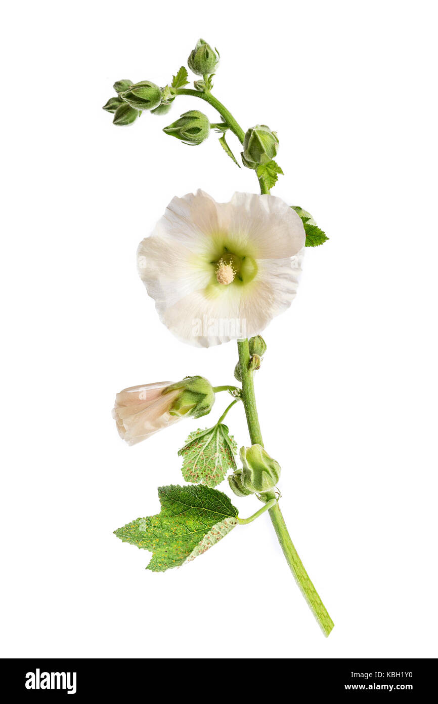 Blume schönen weißen Stockrosen isoliert auf weißem Stockfoto