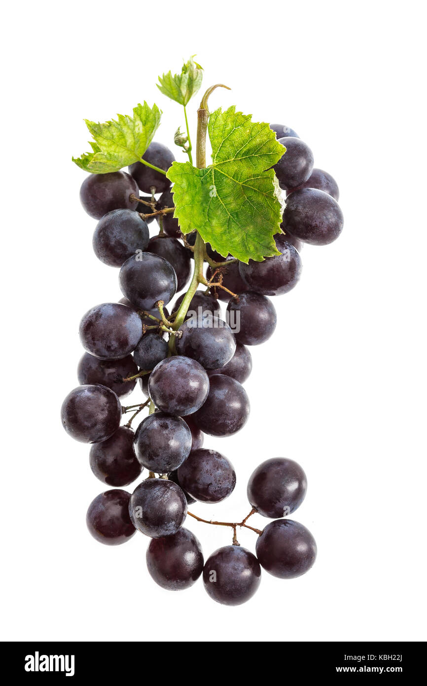 Schwarze Trauben mit Tropfen Wasser auf weißem Hintergrund. mit Blättern Stockfoto