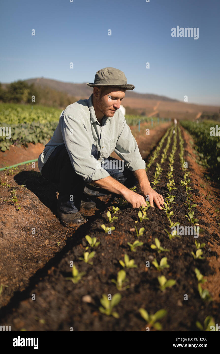 Bauer pflanzen Bäumchen im Feld an einem sonnigen Tag Stockfoto