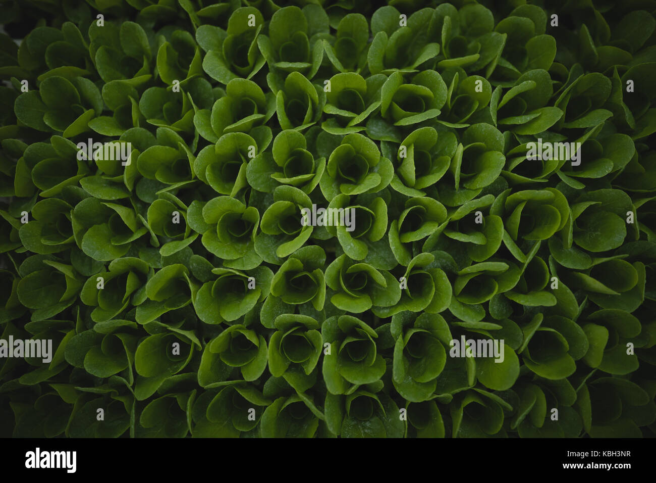 Close-up Frisches grünes Gemüse Stockfoto