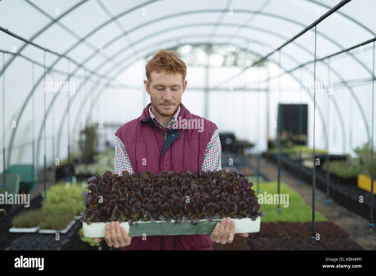 Mann mit frischen grünen Pflanzen im Gewächshaus Stockfoto