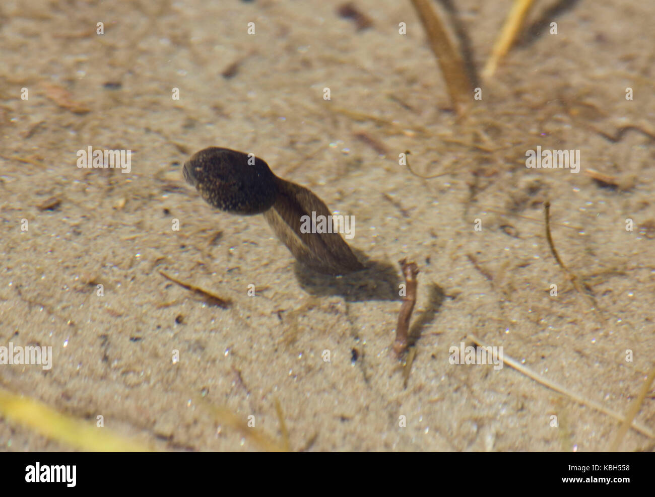 Kaulquappe und seine Schatten schwimmt auf dem Teich. Imge in Madesimo, Italien Stockfoto