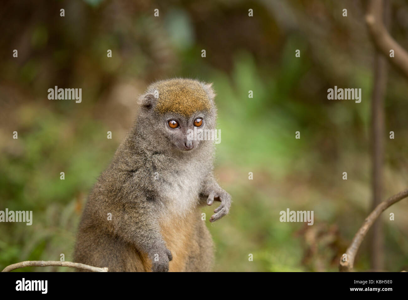 Afrika, Madgascar, vakona Private Reserve, Bambus Lemur, Ost weniger Bambus Lemur, aka Grau sanft Lemur, weniger Bambus Lemur, (Hapalemur griseus) Stockfoto