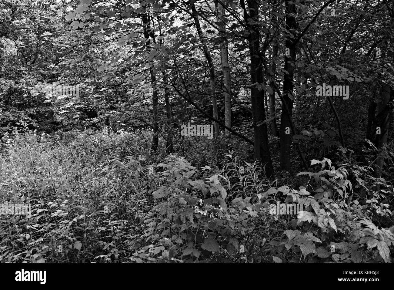 Wiliam Docherty ging ich um twechar. Was ist ein kleines Bergbau Dorf im East Dunbartonshire in Schottland. Stockfoto