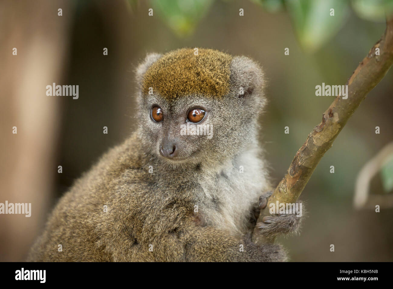 Afrika, Madgascar, vakona Private Reserve, Bambus Lemur, Ost weniger Bambus Lemur, aka Grau sanft Lemur, weniger Bambus Lemur, (Hapalemur griseus) Stockfoto