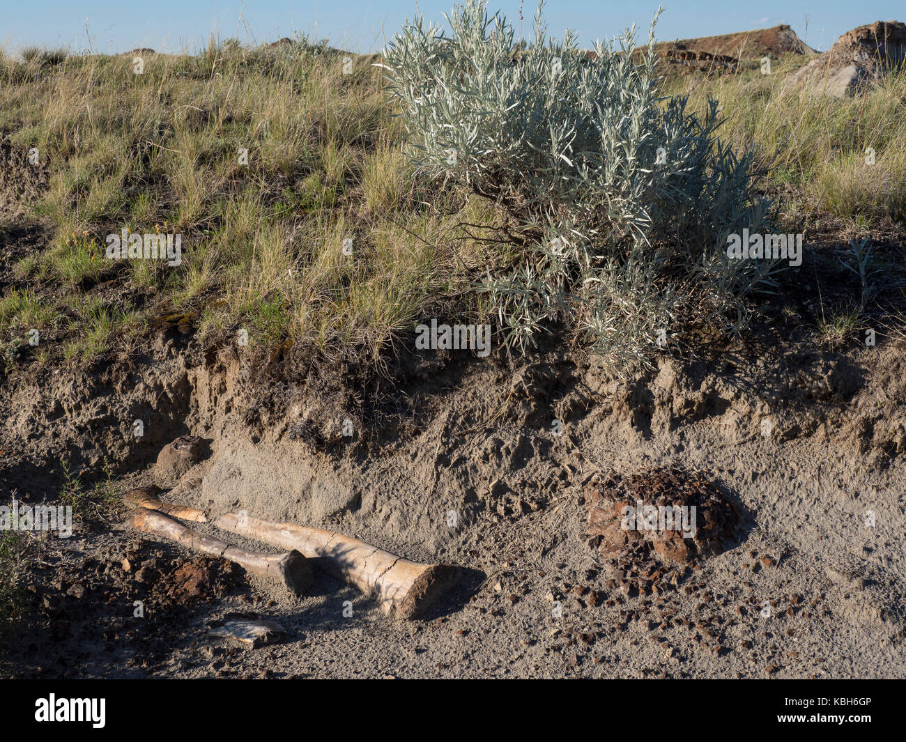 Corythosaurus arm Knochen, Dinosaur Provincial Park, Alberta, Kanada. Stockfoto