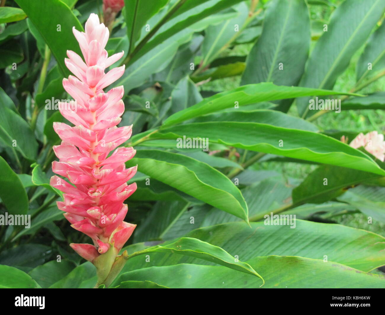 Tropische Flora. In der Nähe von rosa Blume (rot Ingwer oder Alpinia  Purpurata) mit grünen Blättern im Hintergrund (Leticia, der kolumbianischen  Amazon Stockfotografie - Alamy