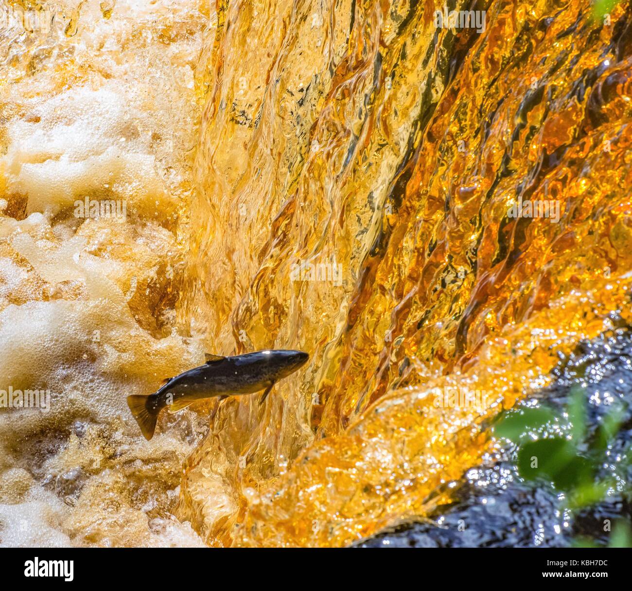 Springenden Lachs in der Greta River. Stockfoto