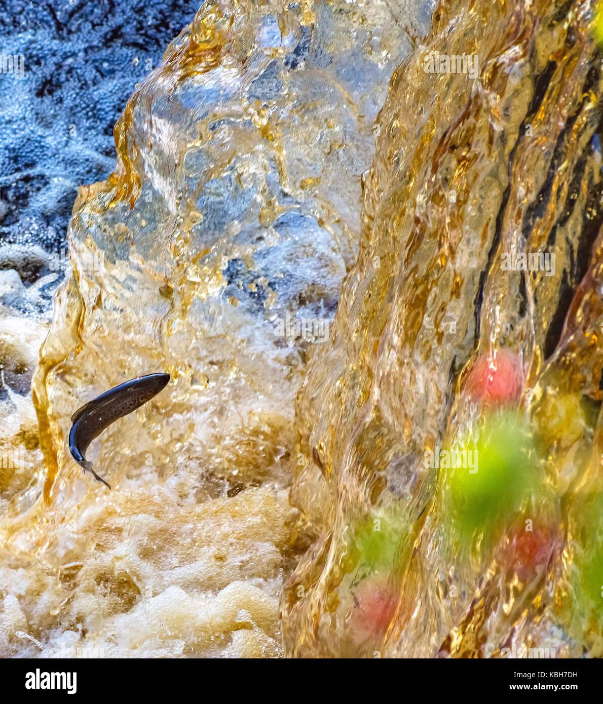 Springenden Lachs in der Greta River. Stockfoto