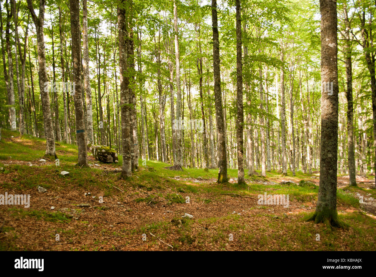 Der schöne Cansiglio Wald im Frühling Stockfoto