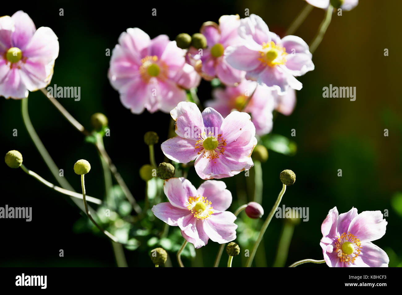 Anemone hupehensis chinesische Anemone japonica japanische Anemone cuneata thimbleweed in Sussex Garden uk Stockfoto