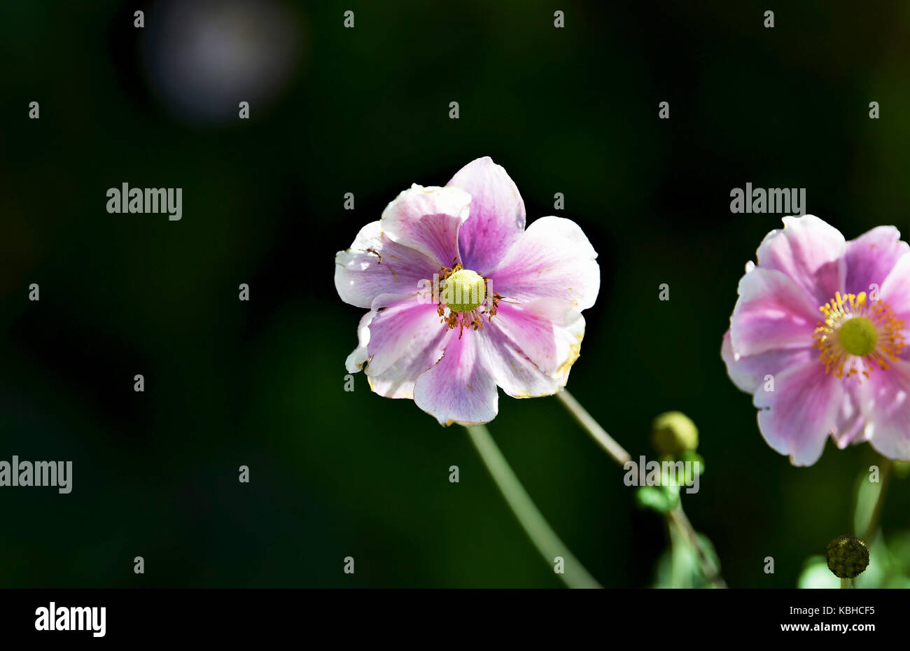 Anemone hupehensis chinesische Anemone japonica japanische Anemone cuneata thimbleweed in Sussex Garden uk Stockfoto