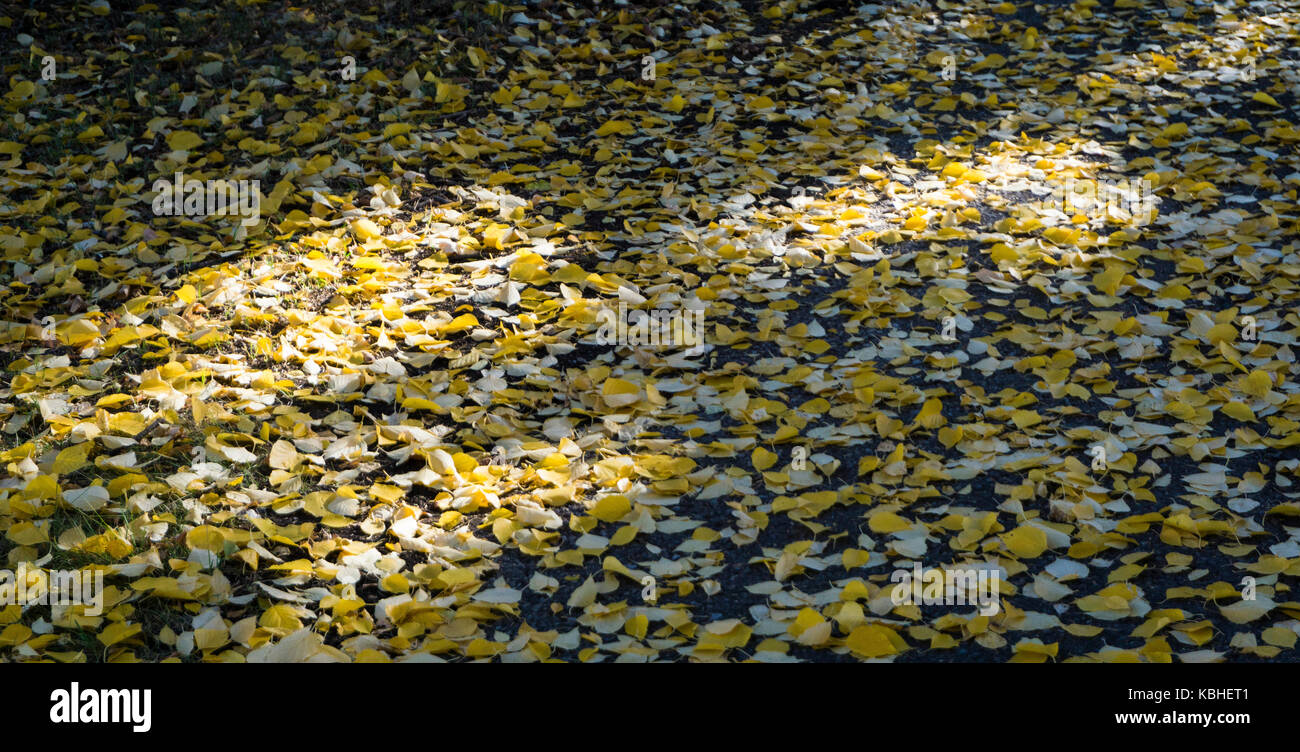 Blätter Baker Park Calgary AB Stockfoto
