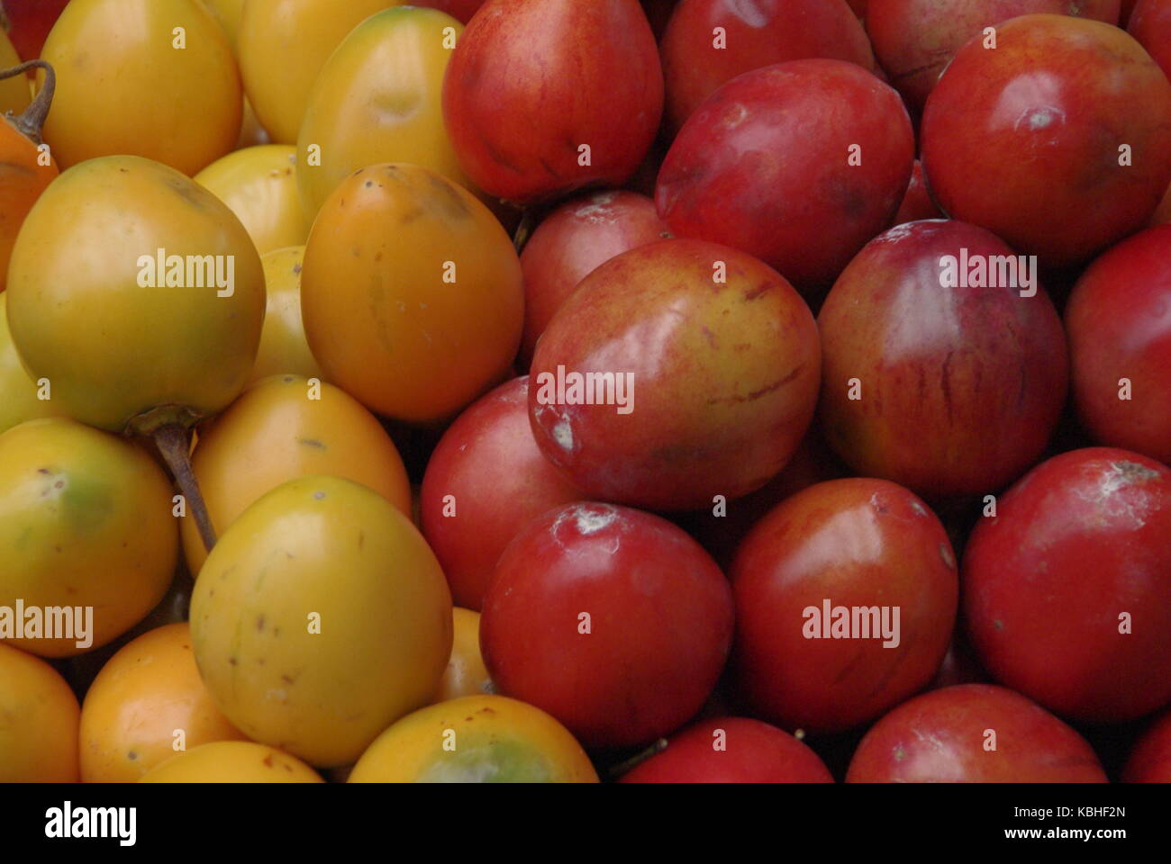 Baum Tomaten, auch tamarillo in Bogota Markt bekannt Stockfoto