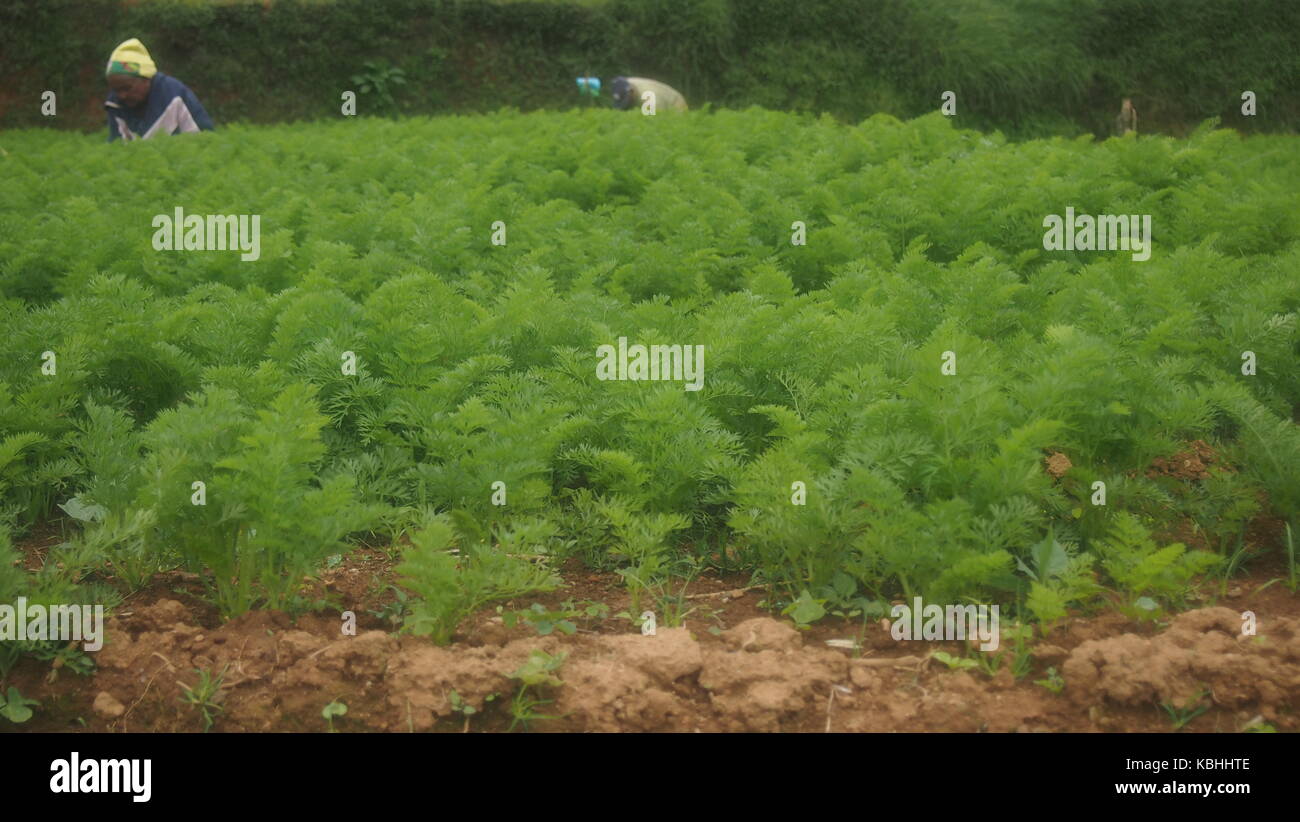 Ein Schuss Von einem Karottenfeld in Nuwareliya, Srilanka Stockfoto