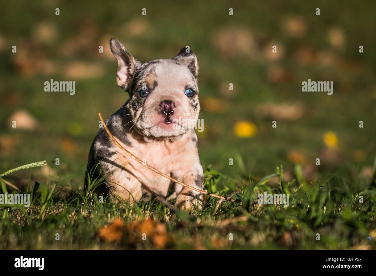 Horizontale Foto eines Merle farbiges Englische Bulldogge Welpe mit strahlend blauen Augen, die in der grüne Gras auf die Kamera Stockfoto