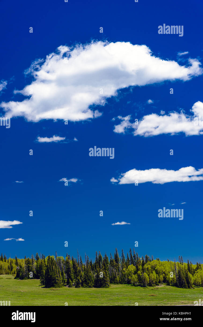 Frische Luft, blauer Himmel mit weißen flauschigen Wolken, grünen Bäumen und grünen Wiesen. Stockfoto