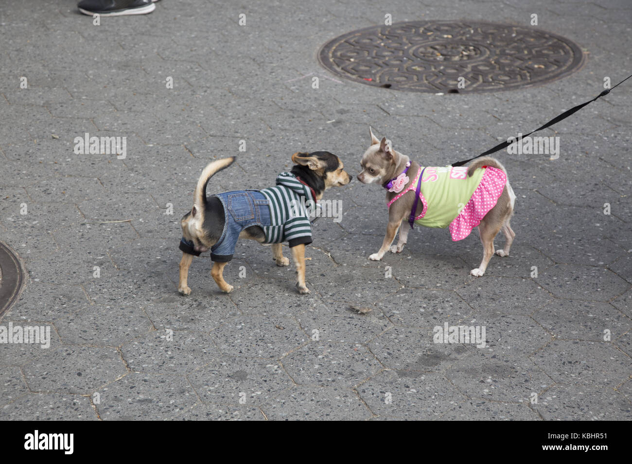 Hunde, Katzen und Kaninchen kommen bei den 'ADOPTAPALOOZA' Event am Union Square verabschiedet werden durch das Bündnis der "ayor für die Tiere in NEW YORK CITY New York City gefördert. Stockfoto