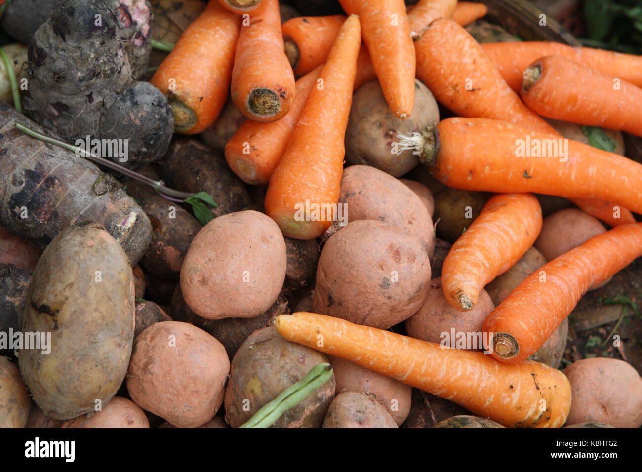 Wurzelgemüse - Karotten - Kartoffel in einem Markt Stockfoto