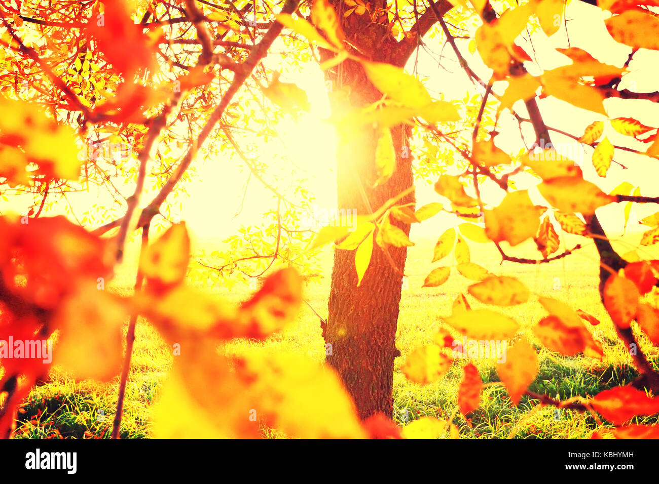 Herbst Hintergrund. Buntes Laub. Rote und gelbe Blätter durch die helle Sonne beleuchtet. Stockfoto