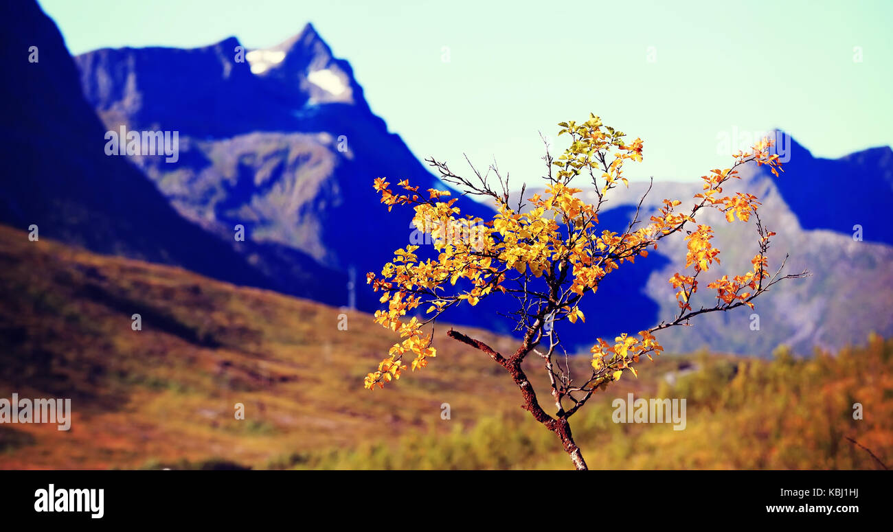 Baum mit bunten Laub auf die Berge im Hintergrund. Sonnigen Herbsttag in Norwegen Bergen. Herbst Hintergrund. Stockfoto