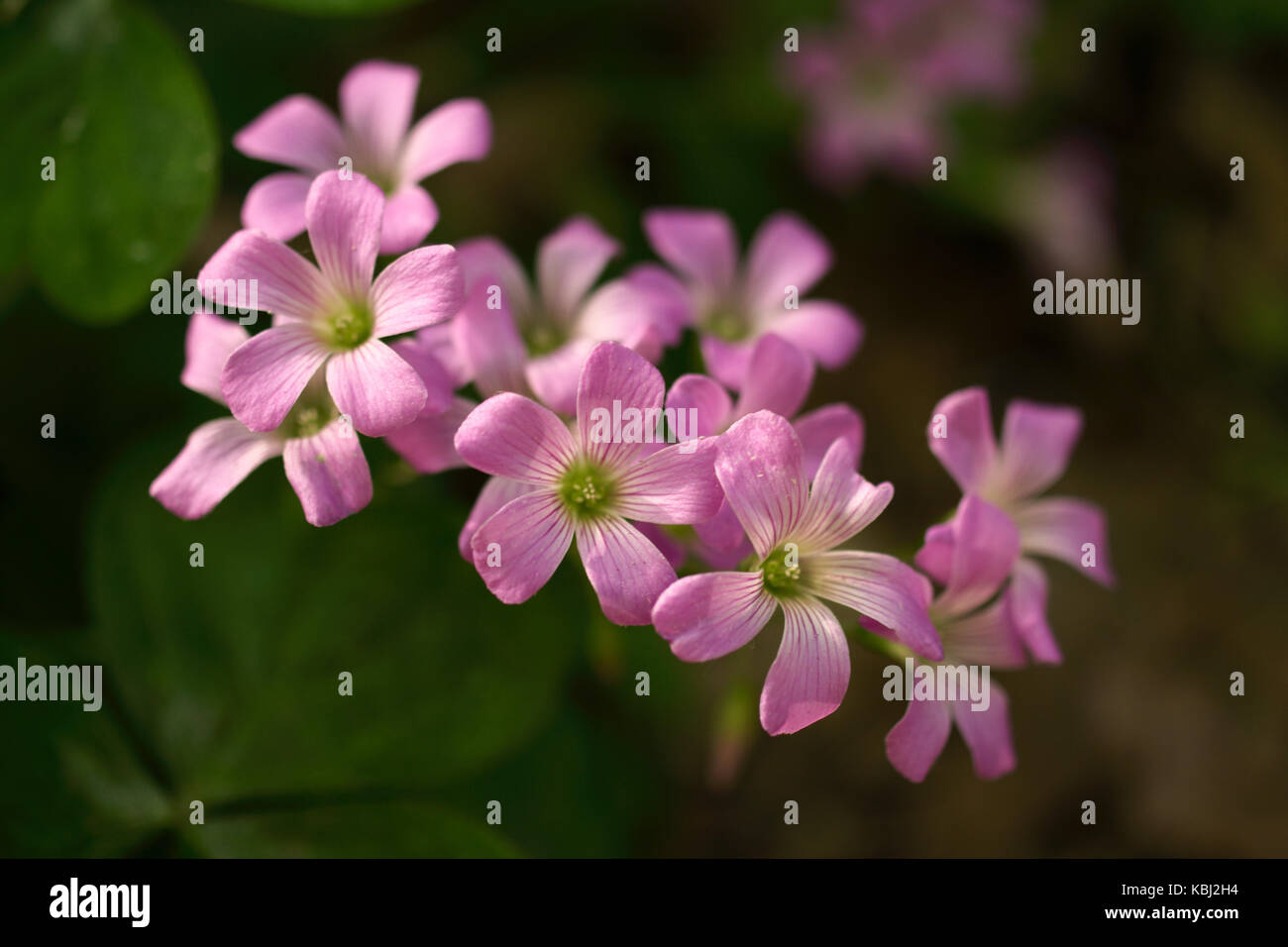 Kleine rosa Blumen mit unscharf Hintergrund. Stockfoto