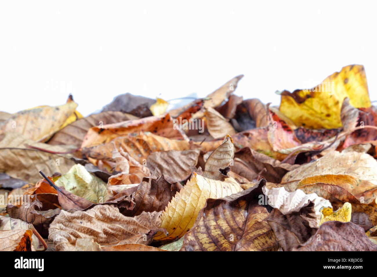 Herbstlaub auf weißem Hintergrund. Stockfoto