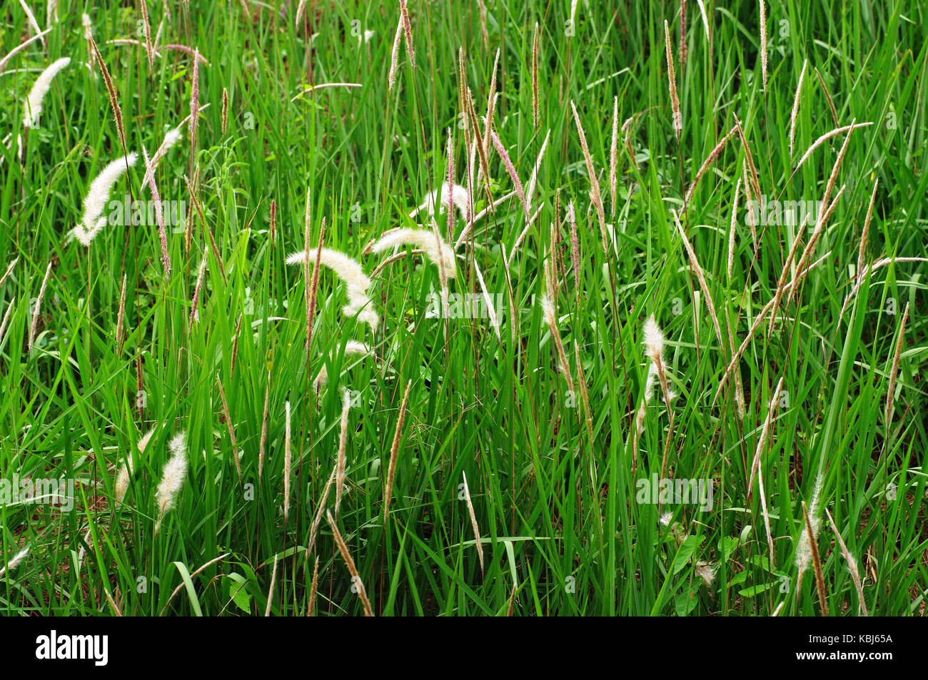Dies ist Imperata cylindrica, der Cogon Gras, Familie Poaceae Stockfoto