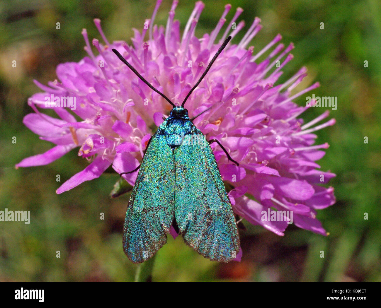 Dies ist der Schmetterling Adscita statices, der Forester oder Forester Moth, aus der Familie Zygenidae Stockfoto