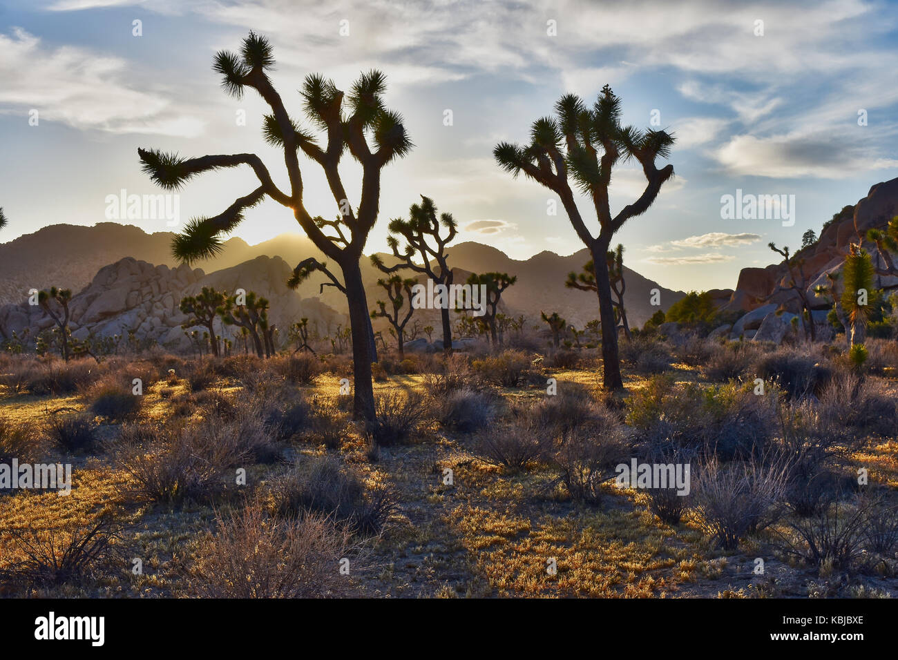 Joshua Tree National Park Mojave Wüste Sonnenuntergang Stockfoto