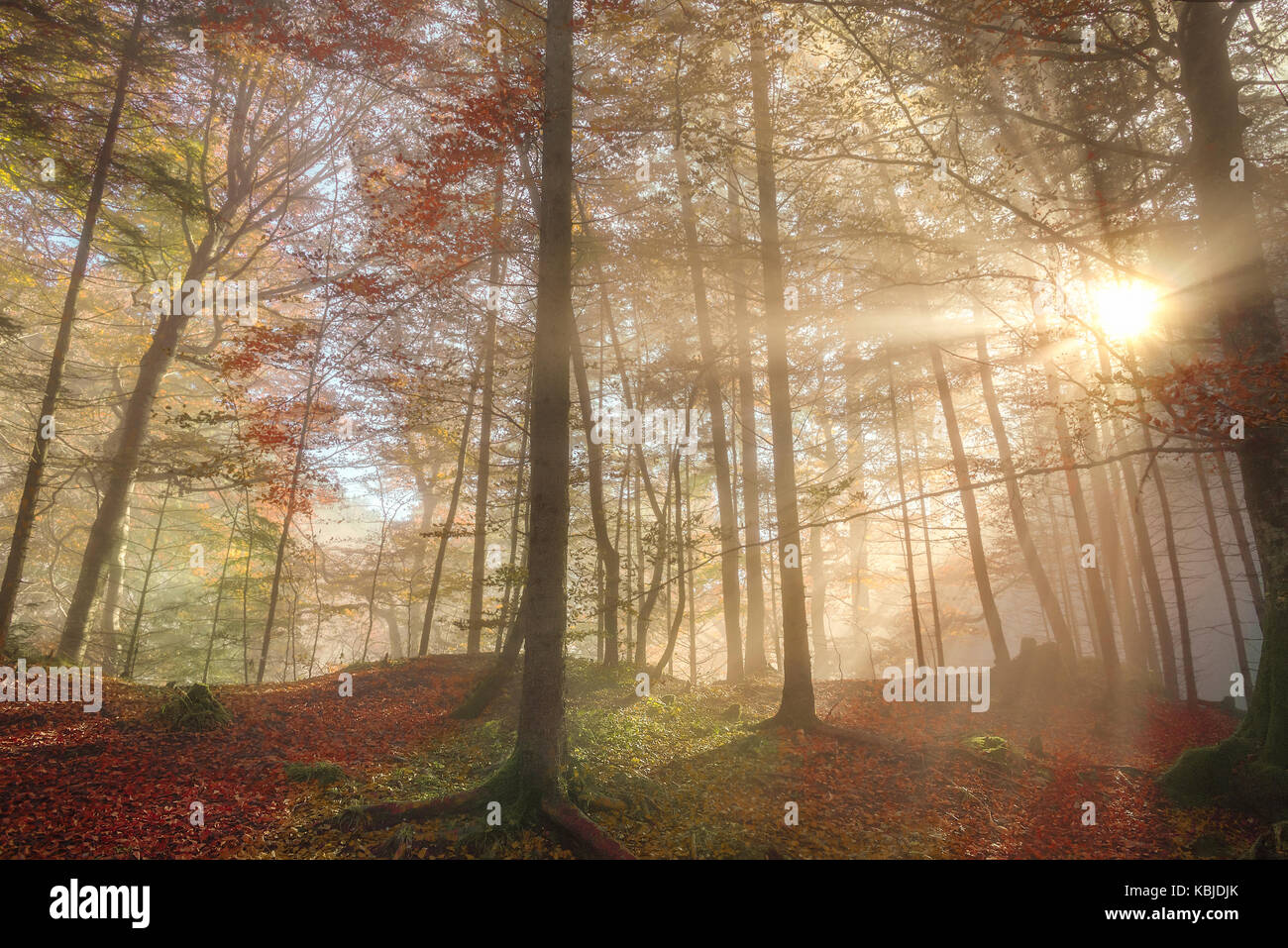 Repräsentatives Bild für den Herbst mit einem bunten Wald, durch die Sonnenstrahlen, die die Morgennebel durchbohrt, in Füssen, Deutschland aufgeklärt. Stockfoto Repräsentatives Bild für den Herbst mit einem bunten Wald, durch die Sonnenstrahlen, die die Morgennebel durchbohrt, in Füssen, Deutschland aufgeklärt. Stockfoto