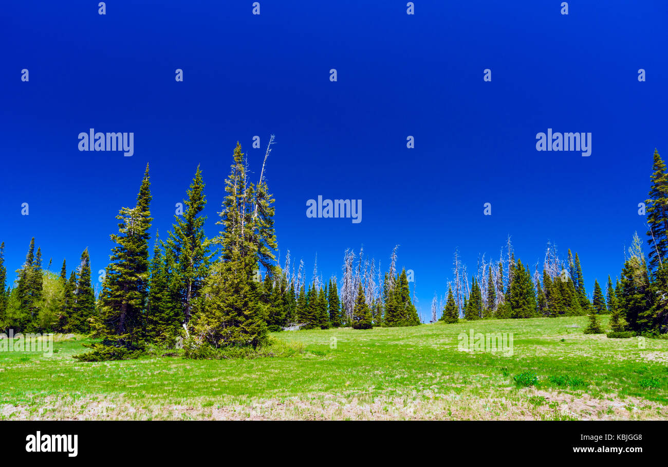 Grüne Wiesen und Bäume vor einem blauen Himmel. Stockfoto