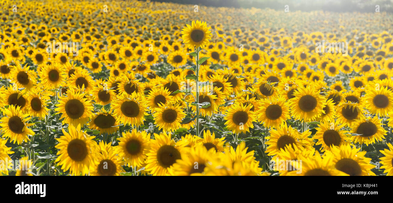 Feld mit Sonnenblumen in der Vendee, in der Nähe der Mouilleron-en-Pareds, Frankreich mit einer Sonnenblume, die sich über den anderen Sonnenblumen Stockfoto