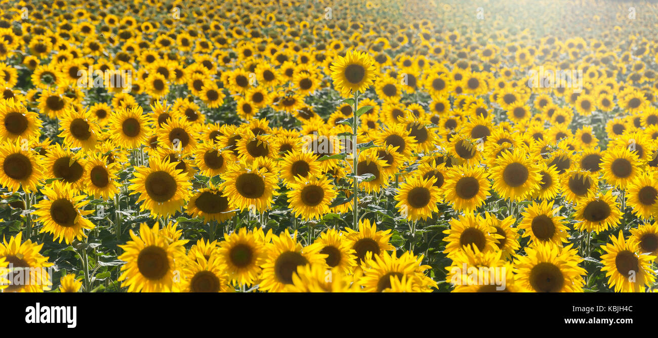 Feld mit Sonnenblumen in der Vendee, in der Nähe der Mouilleron-en-Pareds, Frankreich mit einer Sonnenblume, die sich über den anderen Sonnenblumen Stockfoto