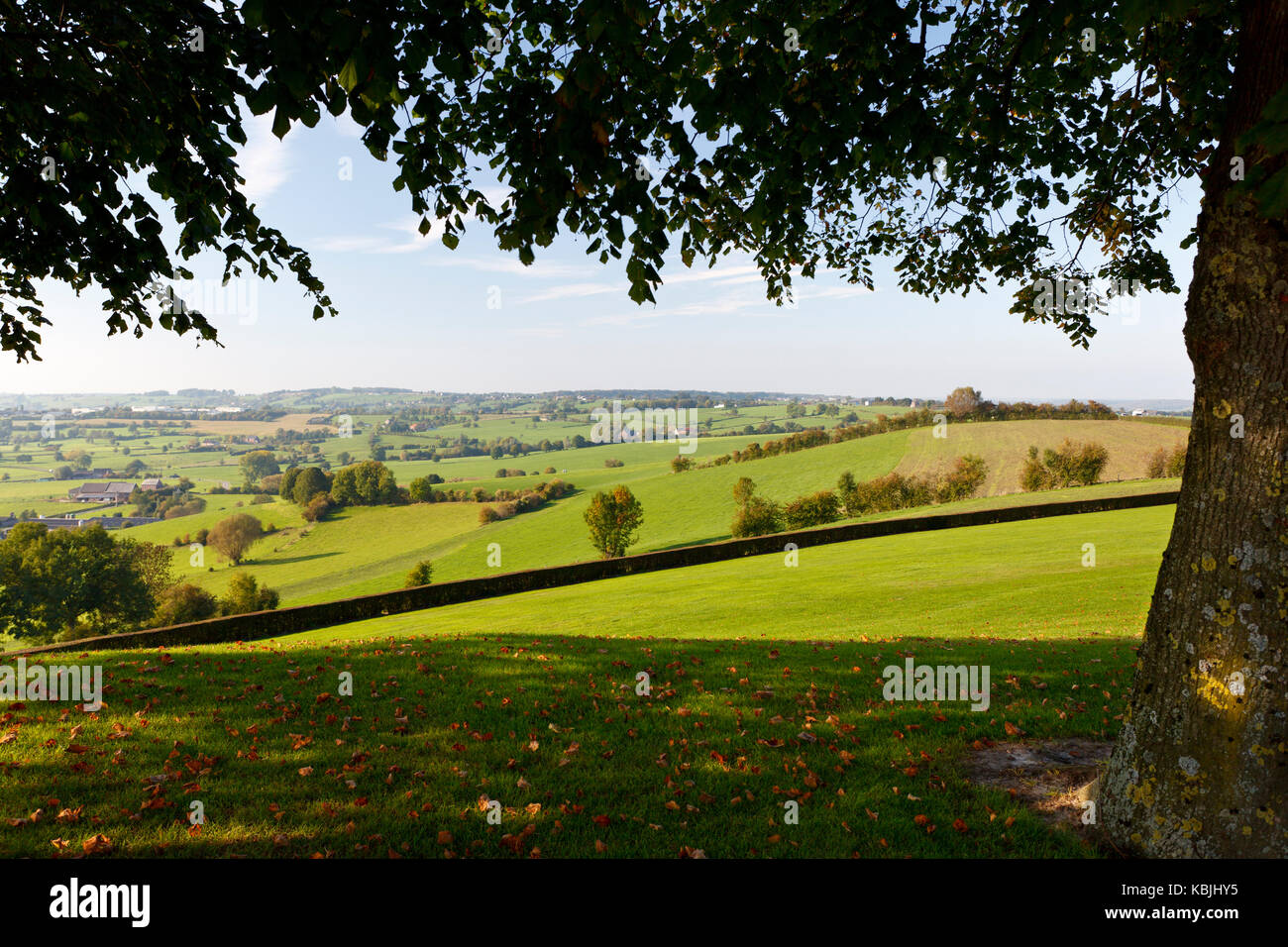 Grüne Hügel Landschaft im Osten von Belgien (Provinz Lüttich) in der Nähe von Aubel mit einem Baum als Frame. Stockfoto