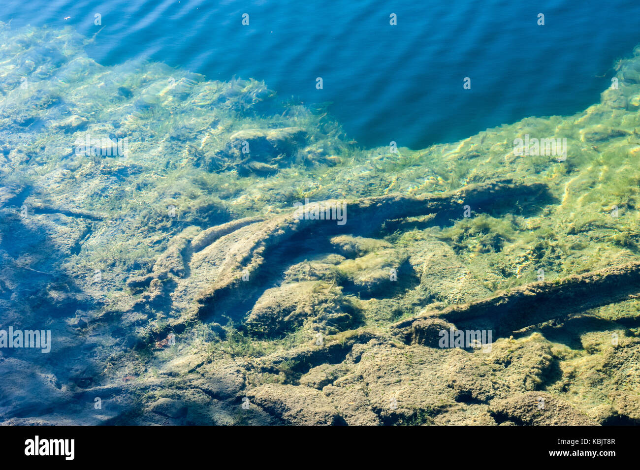 Algae water surface Fotos und Bildmaterial in hoher Auflösung Alamy
