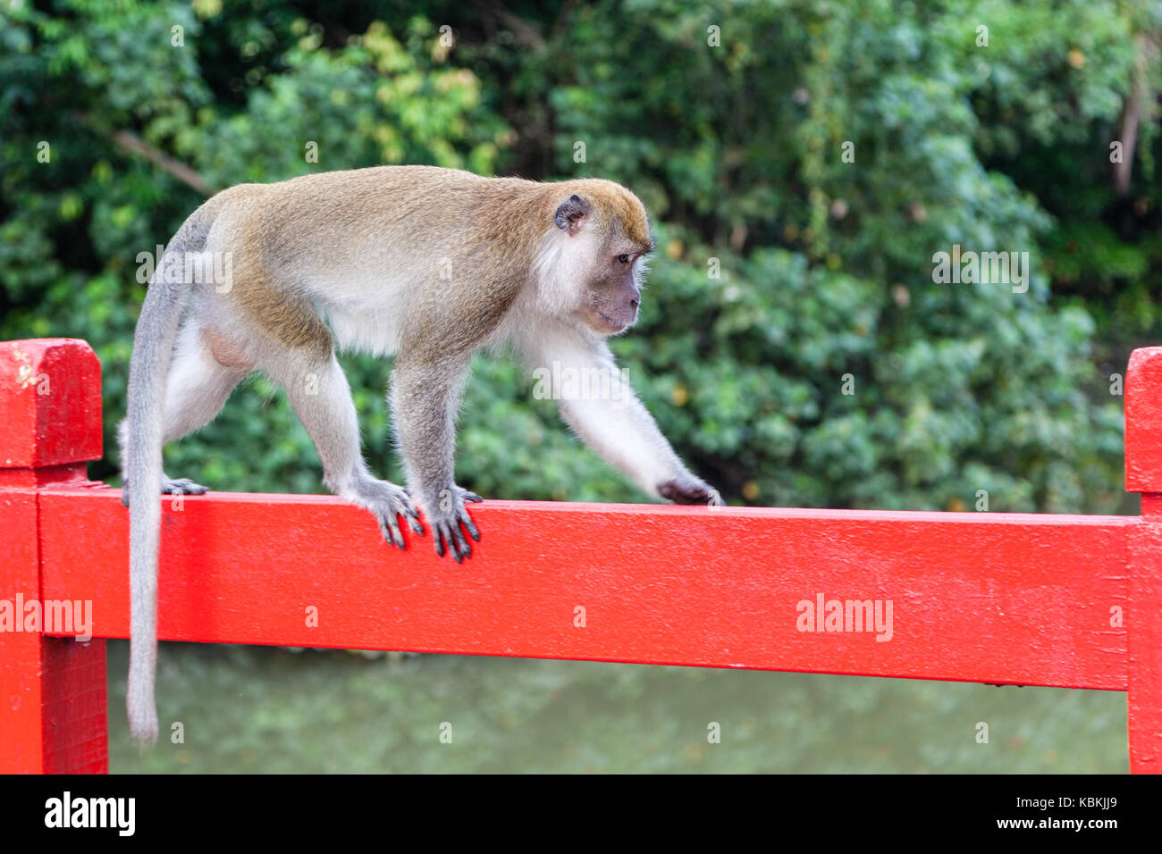 Eine wilde Long-tailed macaque in der Nähe von Jurong Lake gesehen. Es ist die einzige häufig gesehen Affenarten in Singapur und die meisten von Ihnen wohnen am Rande der Stockfoto