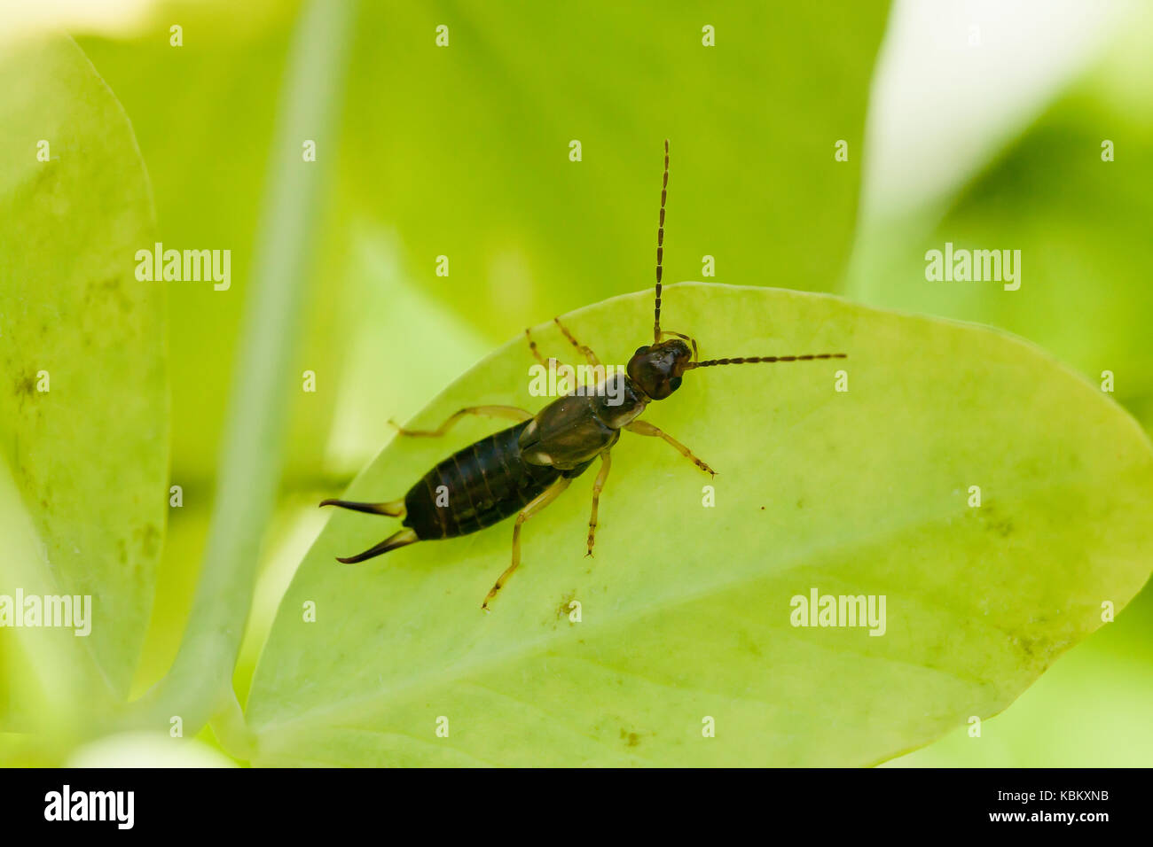 Gemeinsame earwig Bug, aka pincher Bug auf Blatt (Forficula auricularia) - USA Stockfoto