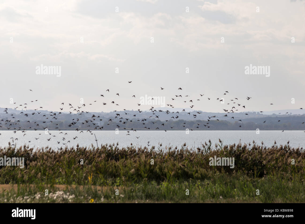 Ein Schwarm Vögel über einen See fliegen, mit Pflanzen und Vegetation im Vordergrund und die fernen Hügel im Vordergrund. Stockfoto