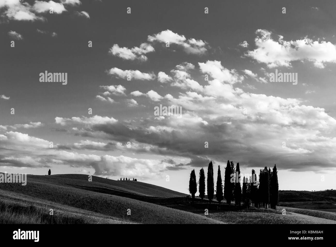Eine isolierte Gruppe von Zypressen auf einem Hügel in der Toskana (Italien), unter einem grossen Himmel mit weißen Wolken. Typische toskanische Landschaft. Stockfoto