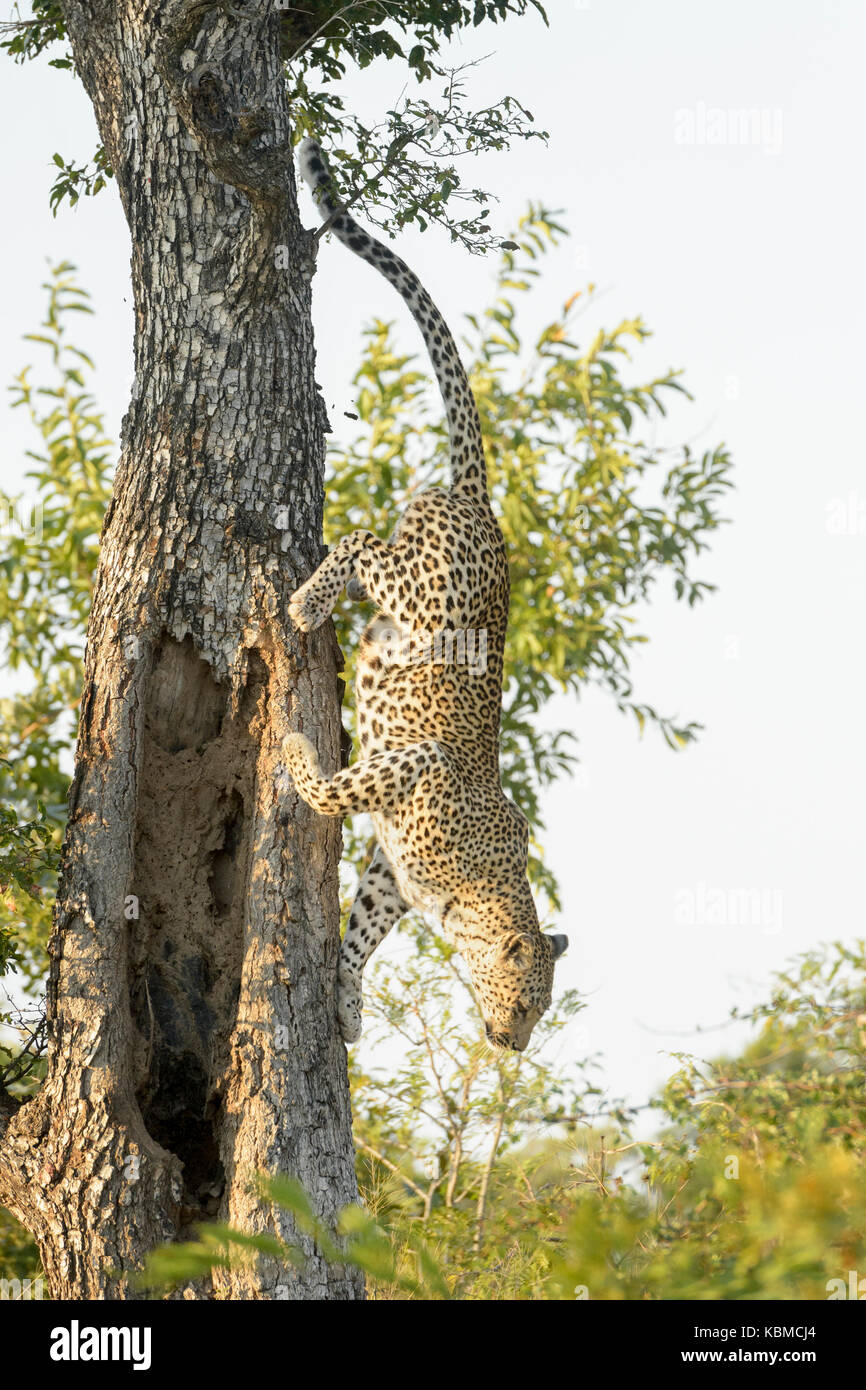 Jumping leopard Fotos und Bildmaterial in hoher Auflösung Alamy