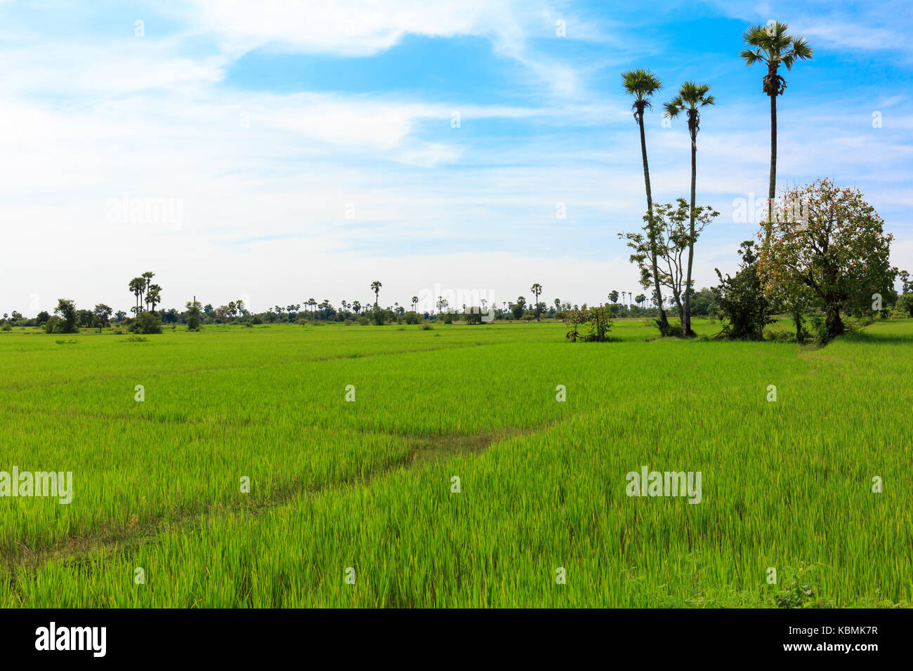 Blauer Himmel und weiße Wolken Leuchten über grüne Reisfelder macht es eine schöne Landschaft. Stockfoto